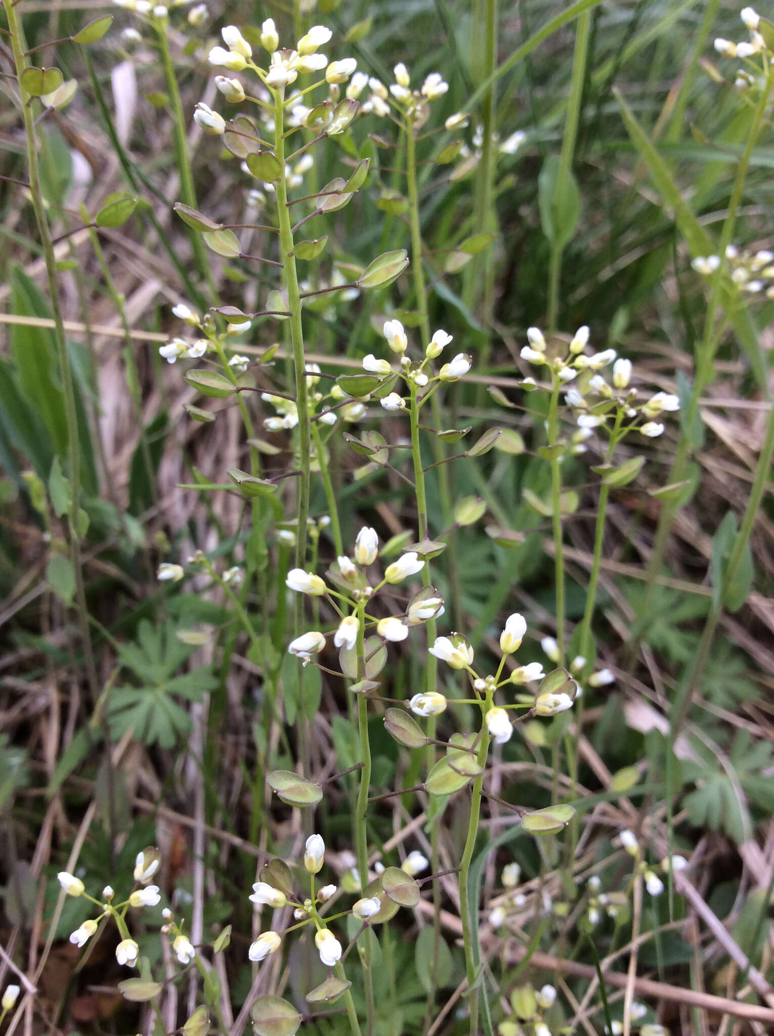 Imagem de <i>Noccaea perfoliata</i>