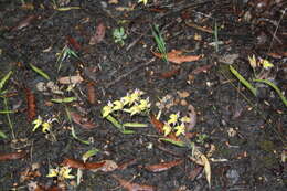 Image of Caladenia flava subsp. flava
