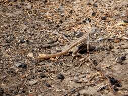 Image of Red-sided Curly-tailed Lizard