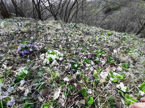 Image of Primula acaulis subsp. rubra (Sm.) Greuter & Burdet