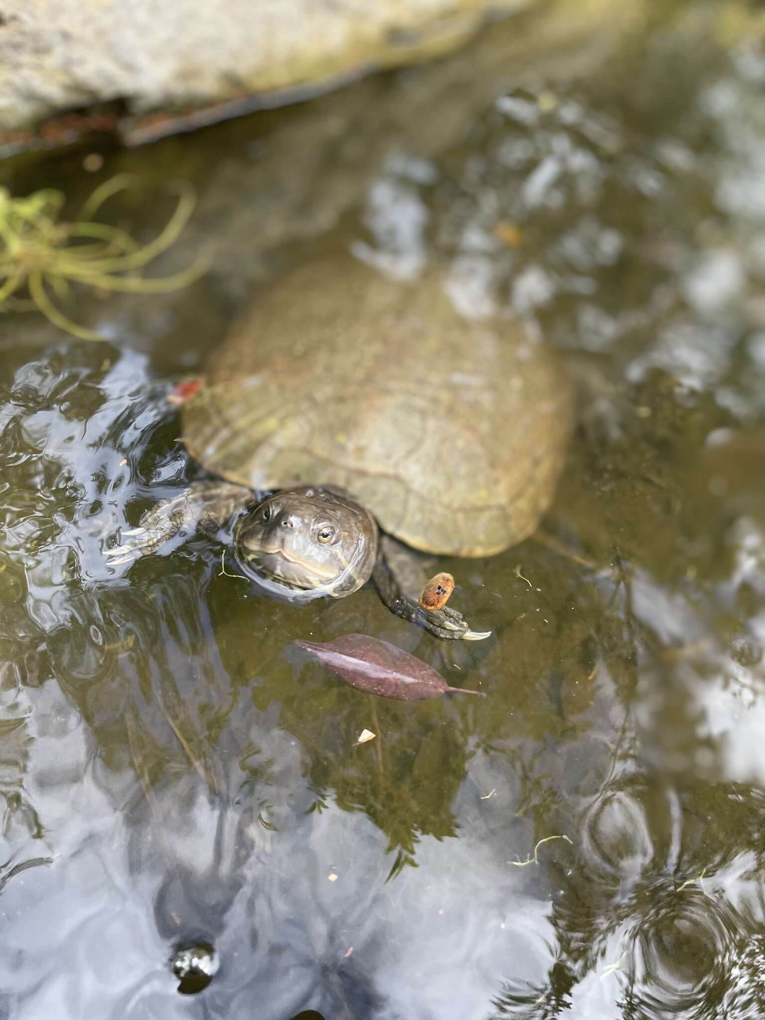 Image of Cat Island Freshwater Turtle