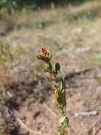 Image of hoary frostweed