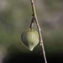 Image de Adenia subsessilifolia H. Perrier