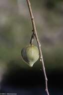 Image of Adenia subsessilifolia H. Perrier