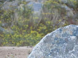 Image de Aimophila Swainson 1837