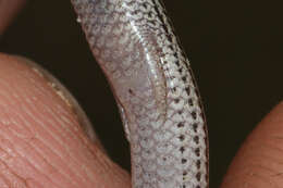 Image of Common Burrowing Skink