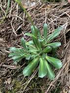 Image of Saxifraga paniculata subsp. cartilaginea (Willd.) D. A. Webb