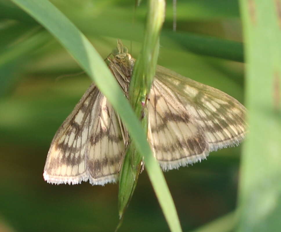 صورة Sitochroa verticalis Linnaeus 1758