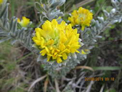 Sivun <i>Xiphotheca fruticosa</i> kuva