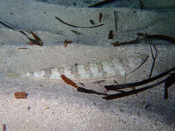 Image of Atlantic Lizardfish