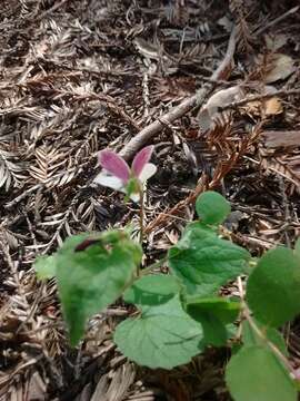 صورة Viola ocellata Torr. & Gray