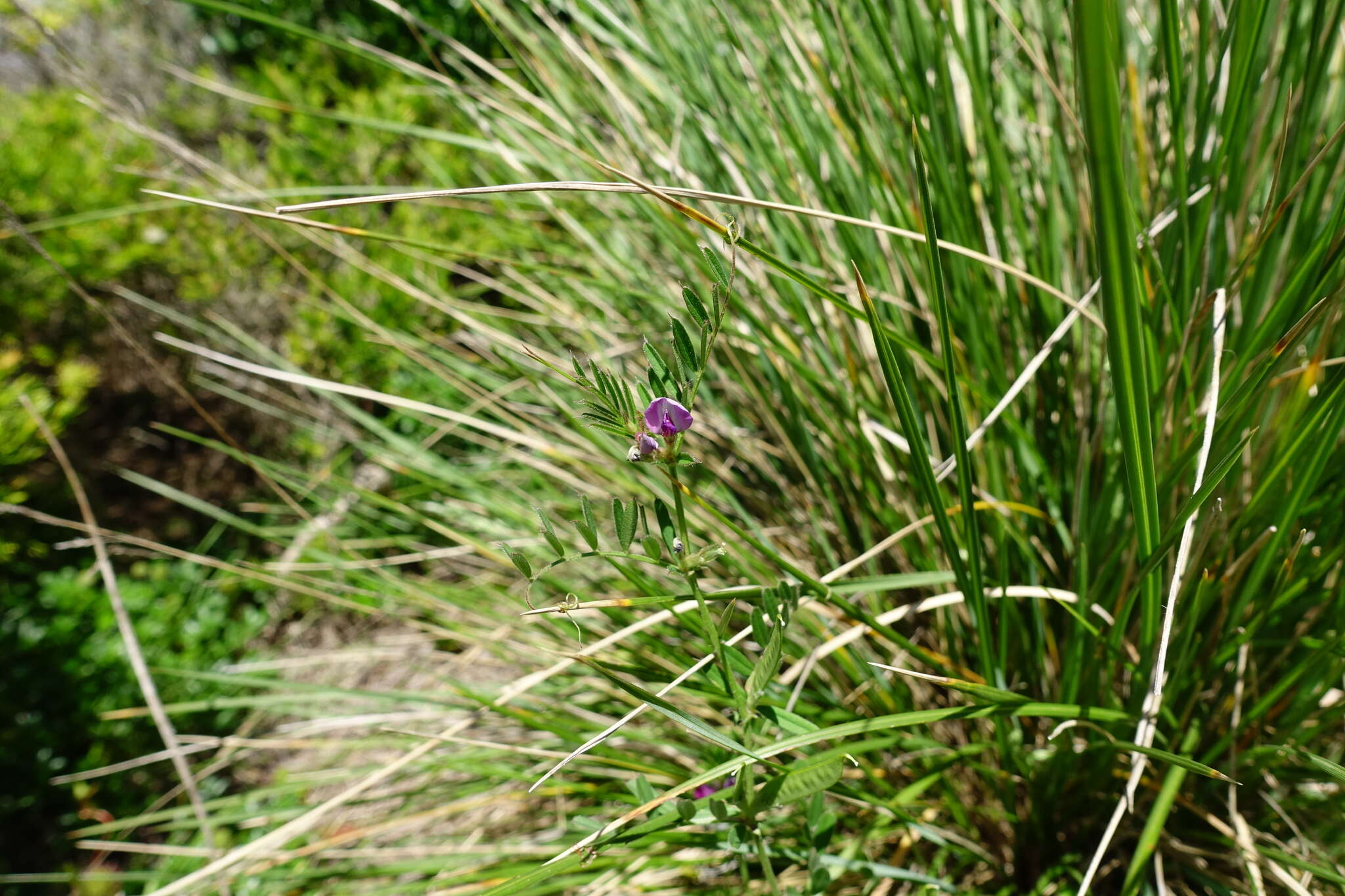 Imagem de Vicia sativa subsp. sativa