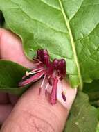 Image of alpine honeysuckle