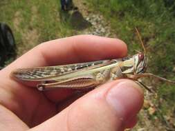 Image of Spur-throated locust