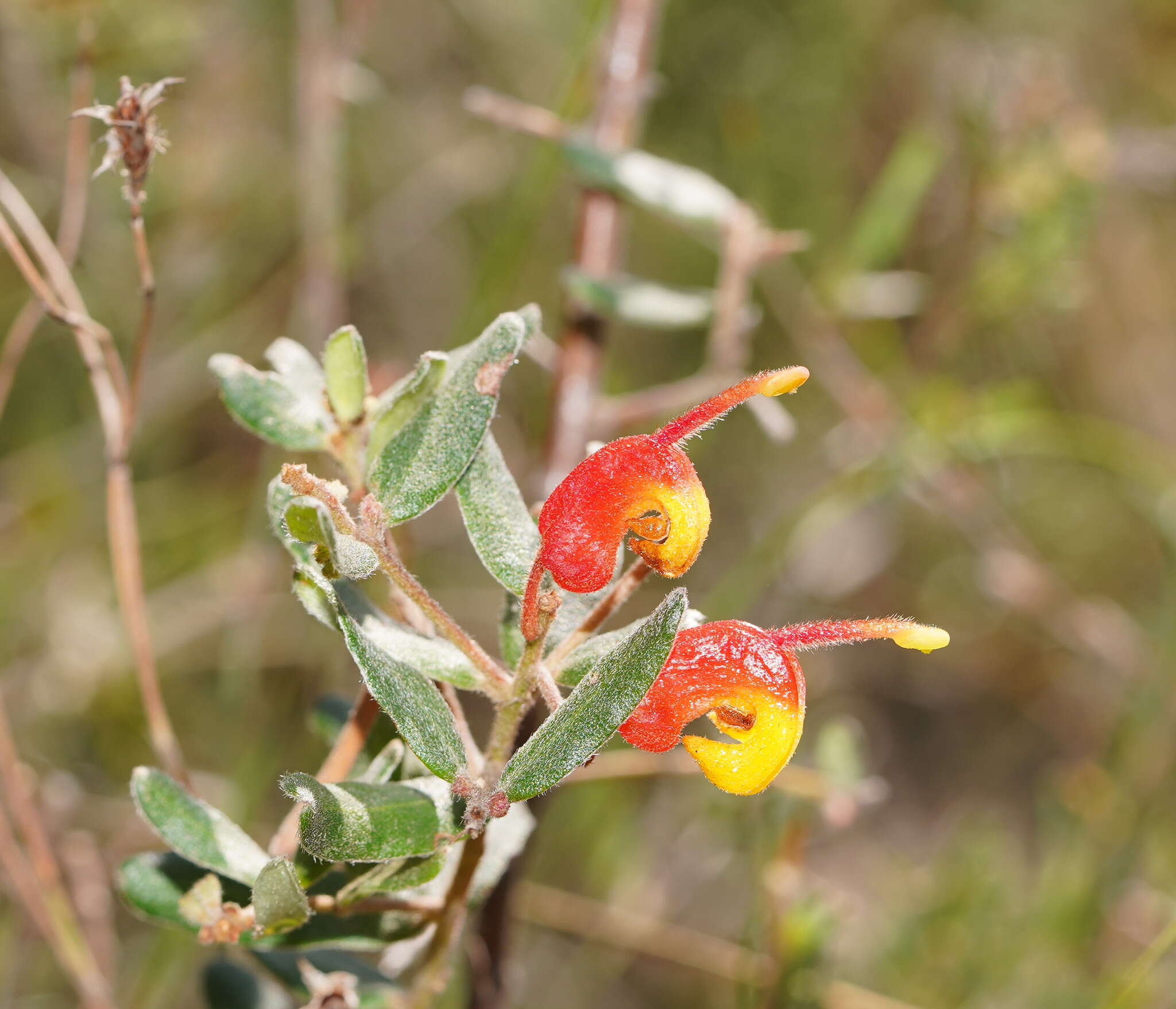 صورة Grevillea alpina Lindl.