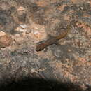 Image of Pygmy Leaf-toed Gecko