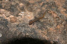 Image of Pygmy Leaf-toed Gecko