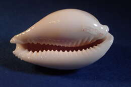 Image of Fuzzy cowrie shell