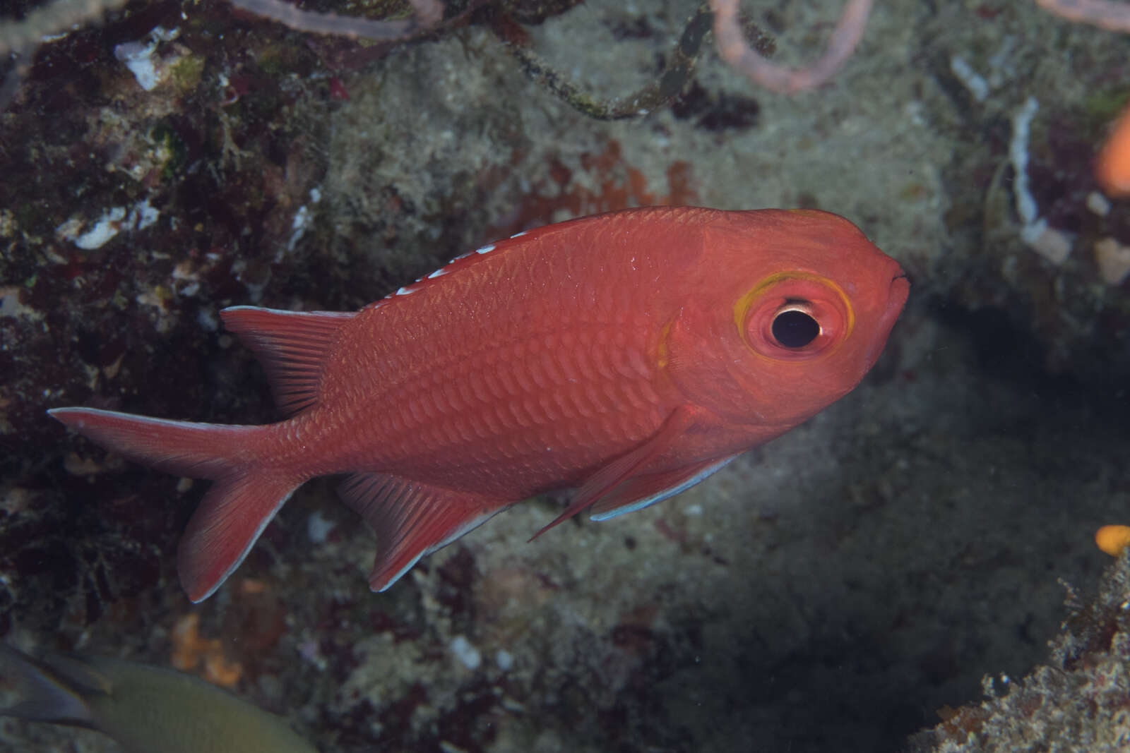 Image of Immaculate Squirrelfish