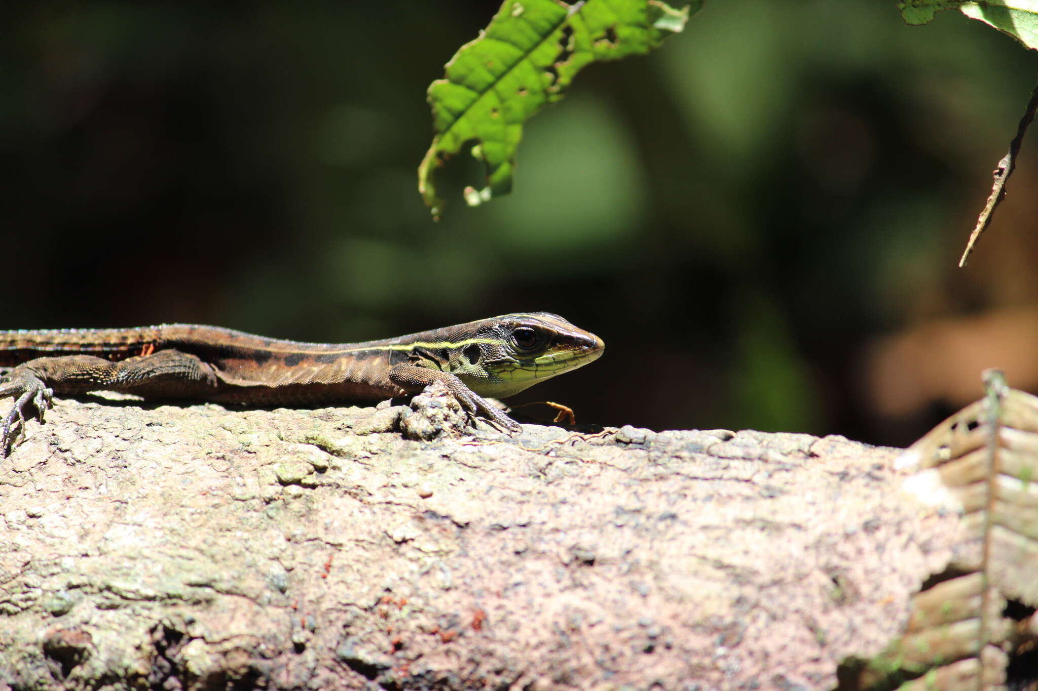 Image of Kentropyx calcarata Spix 1825