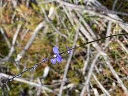 Sivun Comesperma defoliatum F. Müll. kuva