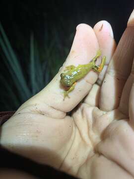 Image of Dendropsophus parviceps (Boulenger 1882)