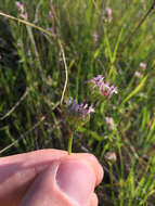 Plancia ëd Plectritis ciliosa subsp. ciliosa