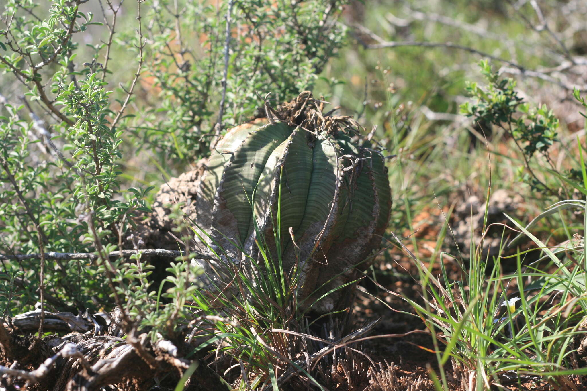 Слика од Euphorbia meloformis Aiton