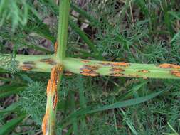 Image of Puccinia libani Magnus 1900