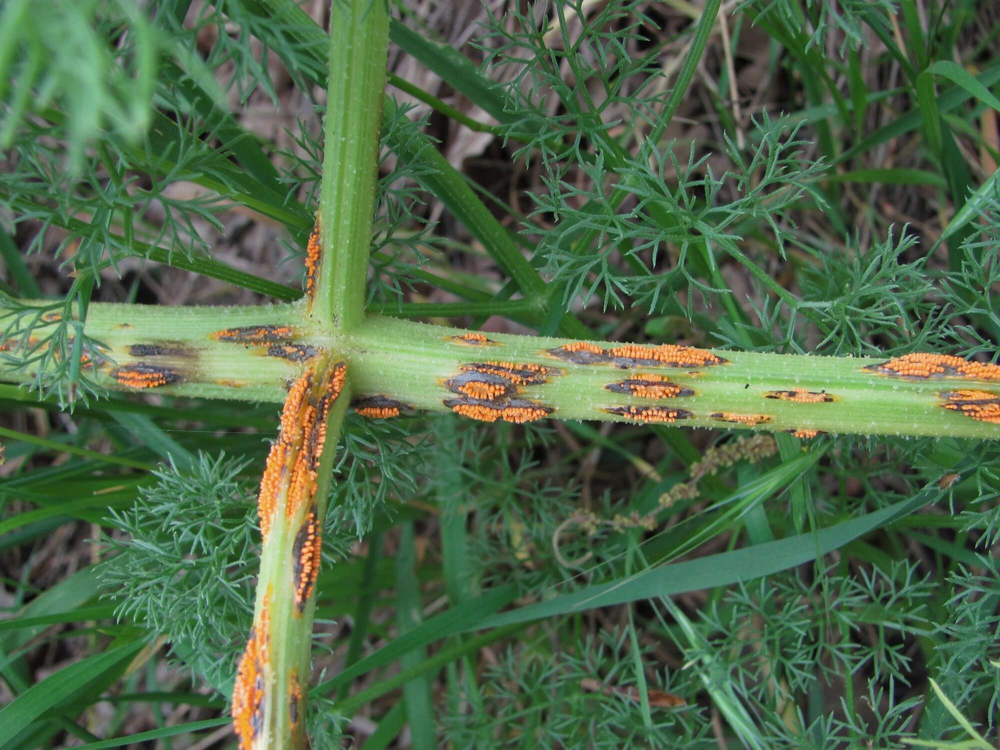 Image of Puccinia libani Magnus 1900