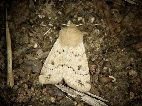 Image of Orthosia lizetta Butler 1878