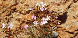 Image of Stylidium longibracteatum Carlq.