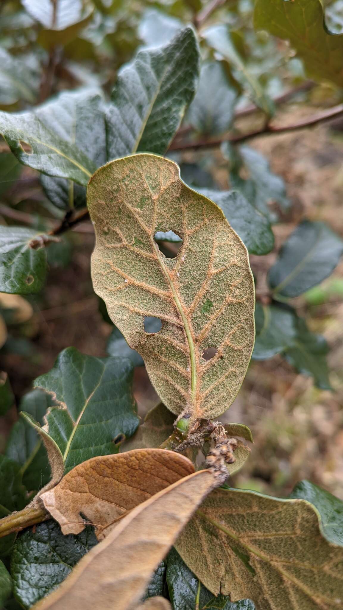 Image of Quercus costaricensis Liebm.