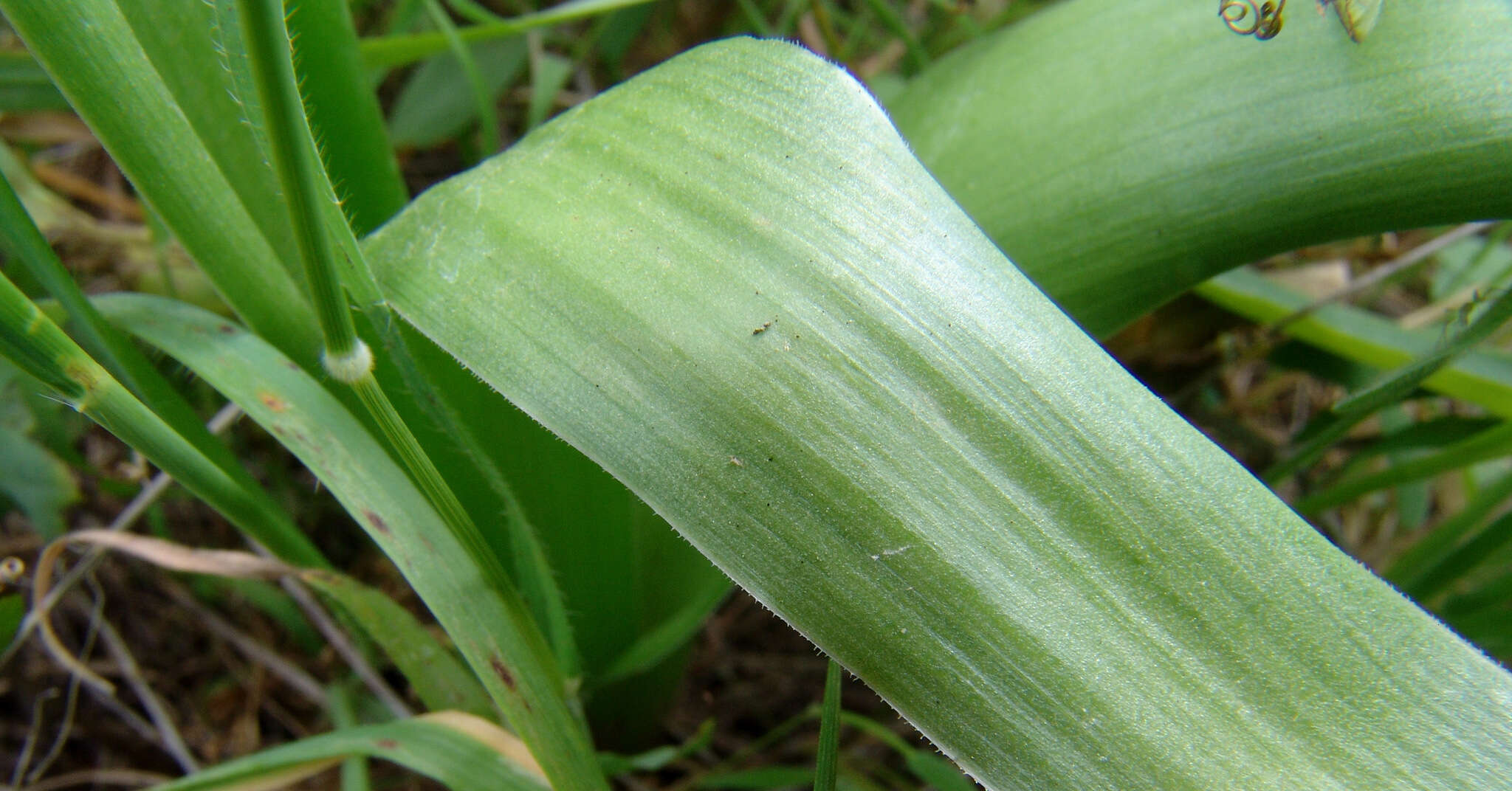 Image of Bellevalia warburgii Feinbrun