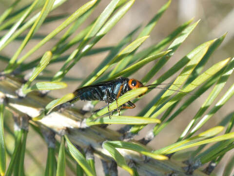 Image of Pine false webworm