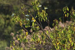 Plancia ëd Ipomoea pauciflora subsp. pauciflora