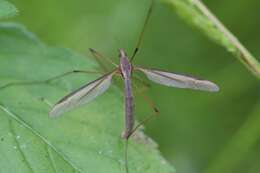 Image of Marsh crane fly