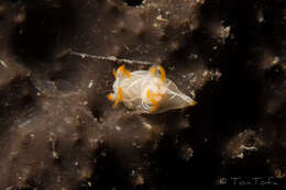 Image of Trapania lineata Haefelfinger 1960