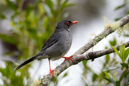 Image of Turdus plumbeus ardosiaceus Vieillot 1822