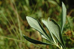 Image of Daphne sophia subsp. taurica (Kotov) J. J. Halda