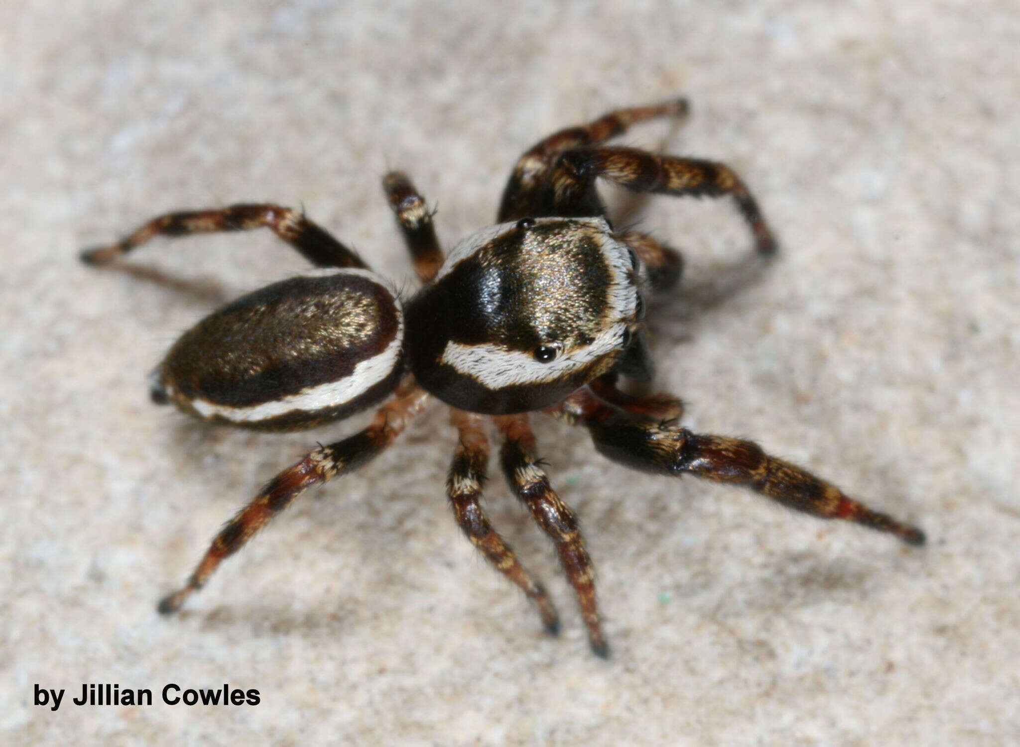 Image of Pelegrina furcata (F. O. Pickard-Cambridge 1901)