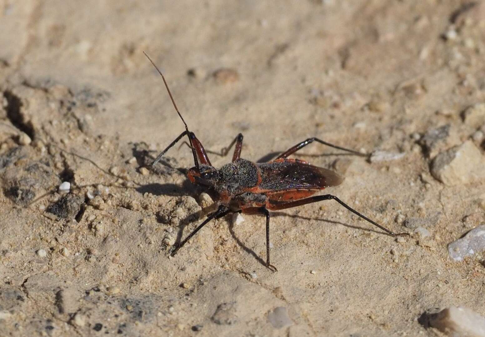 Plancia ëd Rhynocoris bipustulatus (Fieber 1861)