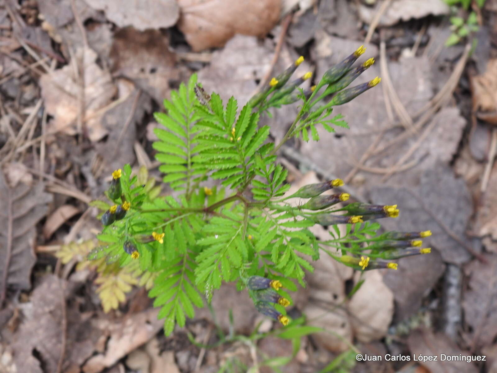 Слика од Tagetes foetidissima Hort. ex DC.