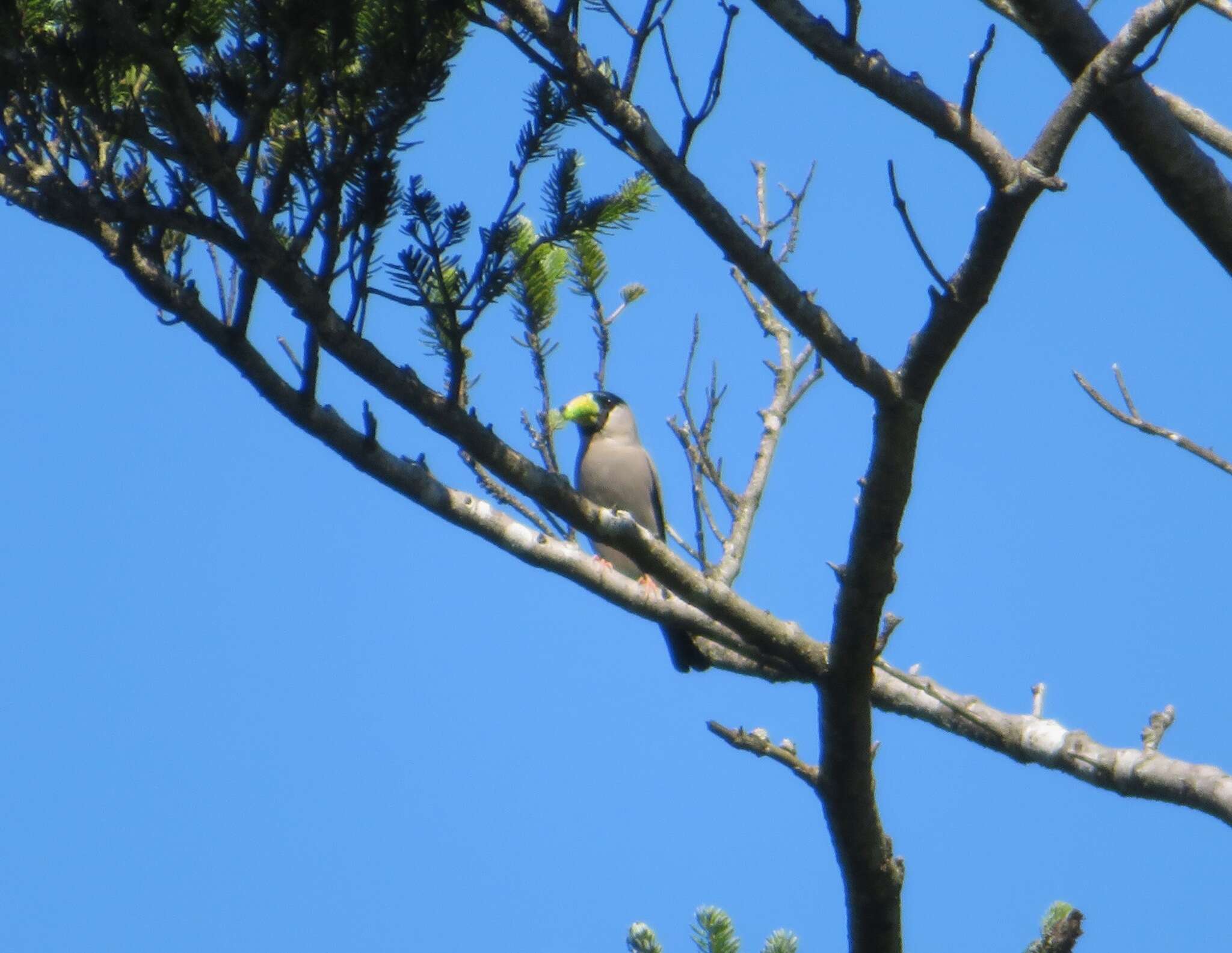 Image of Japanese Grosbeak