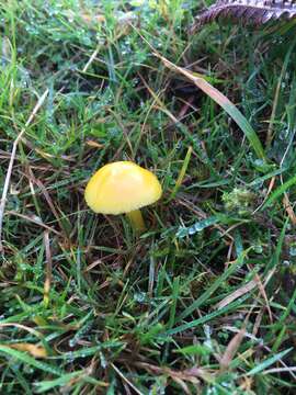 Image of Hygrocybe ceracea (Sowerby) P. Kumm. 1871