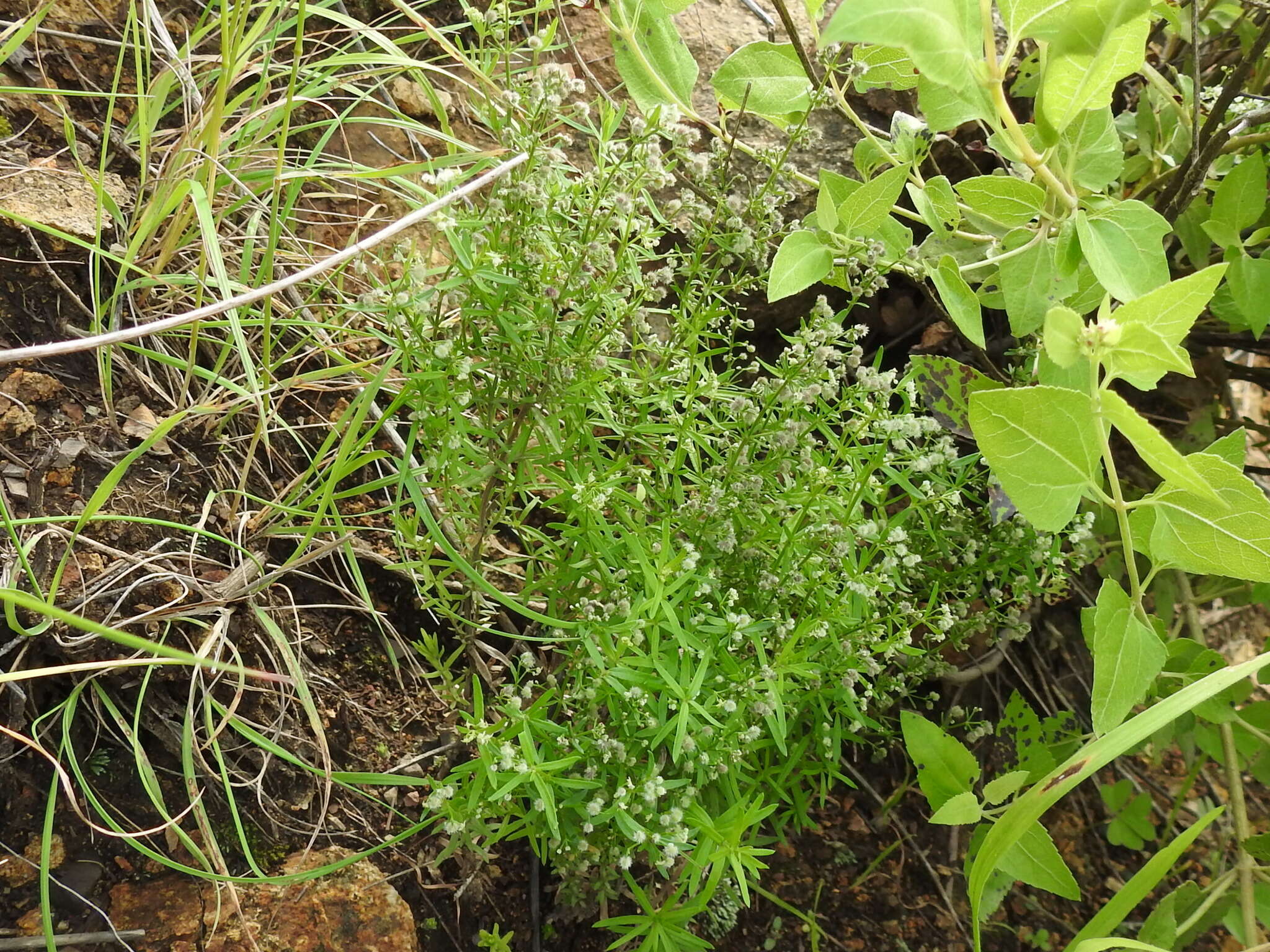 Plancia ëd Galium fendleri A. Gray