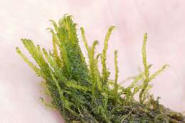 Image of common hook-moss