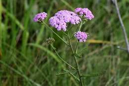 Sivun Achillea asiatica Serg. kuva