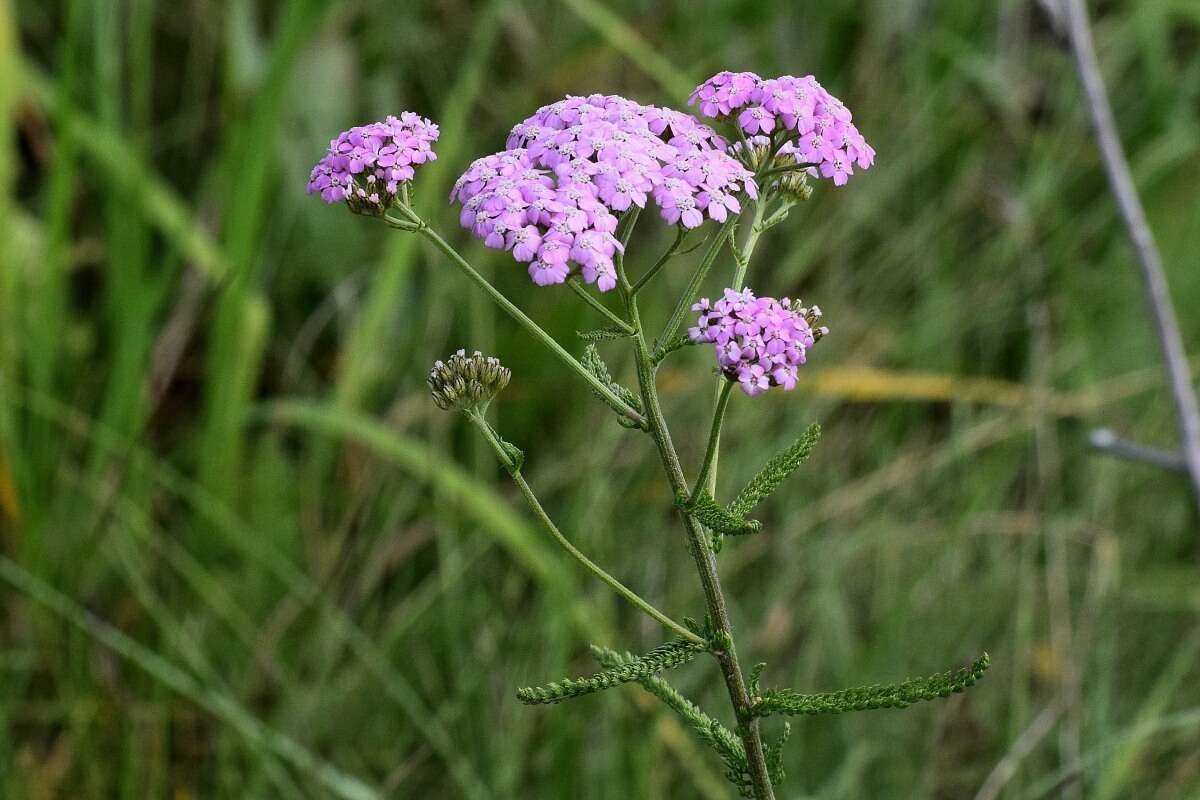 Achillea asiatica Serg. resmi