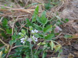 Image of musky stork's bill